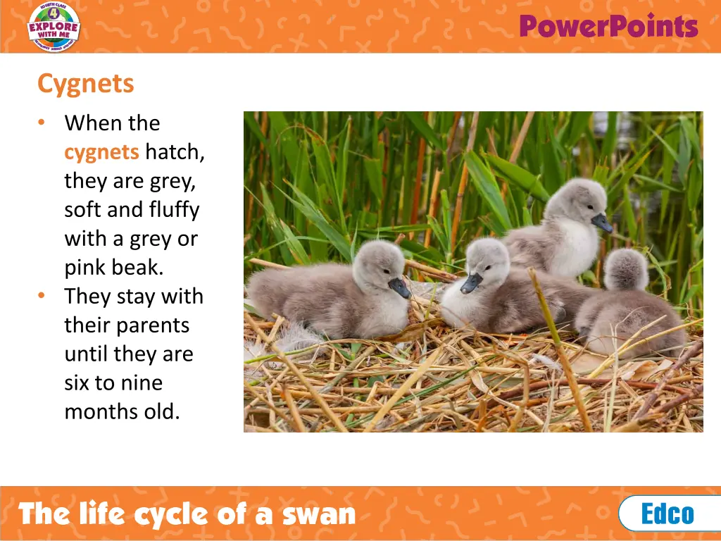 cygnets