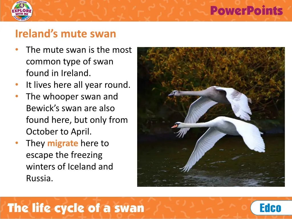 ireland s mute swan