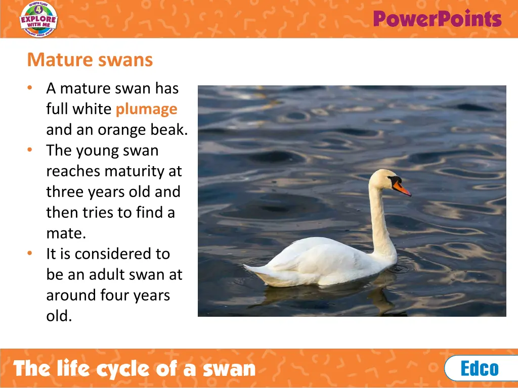 mature swans