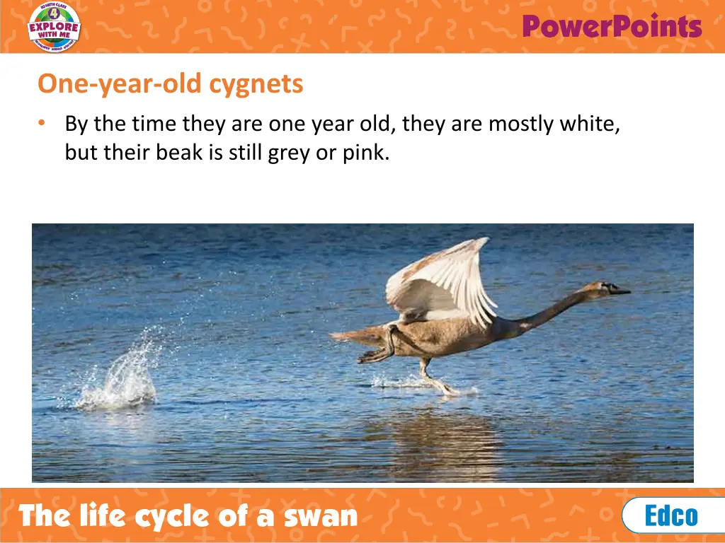 one year old cygnets