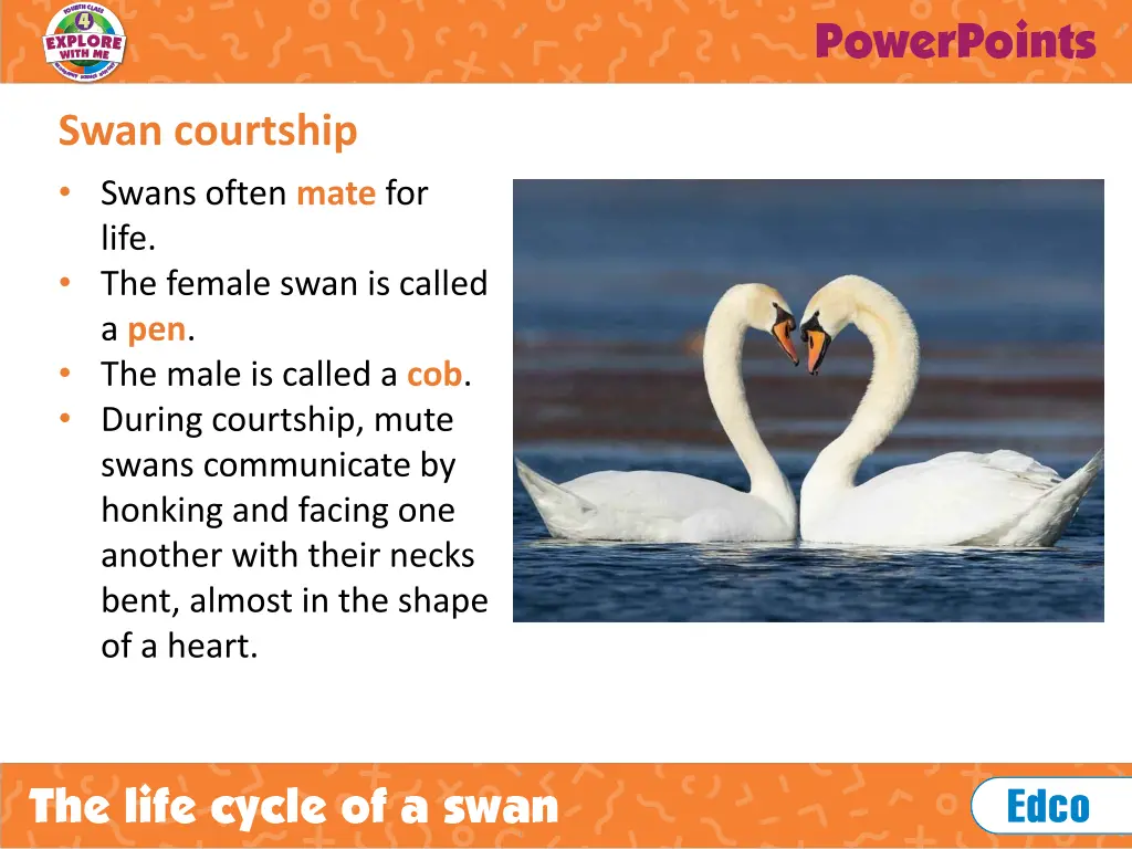 swan courtship