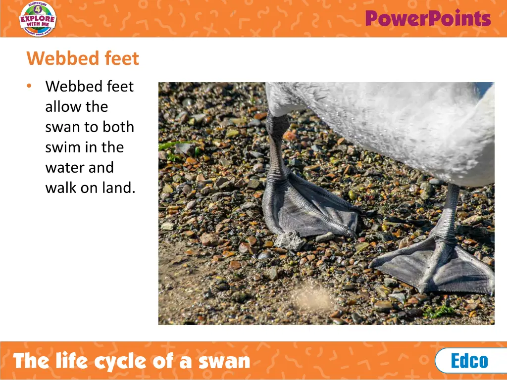 webbed feet