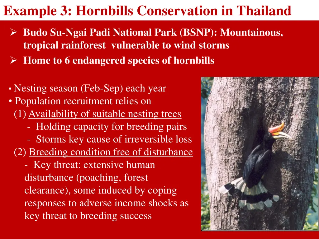 example 3 hornbills conservation in thailand