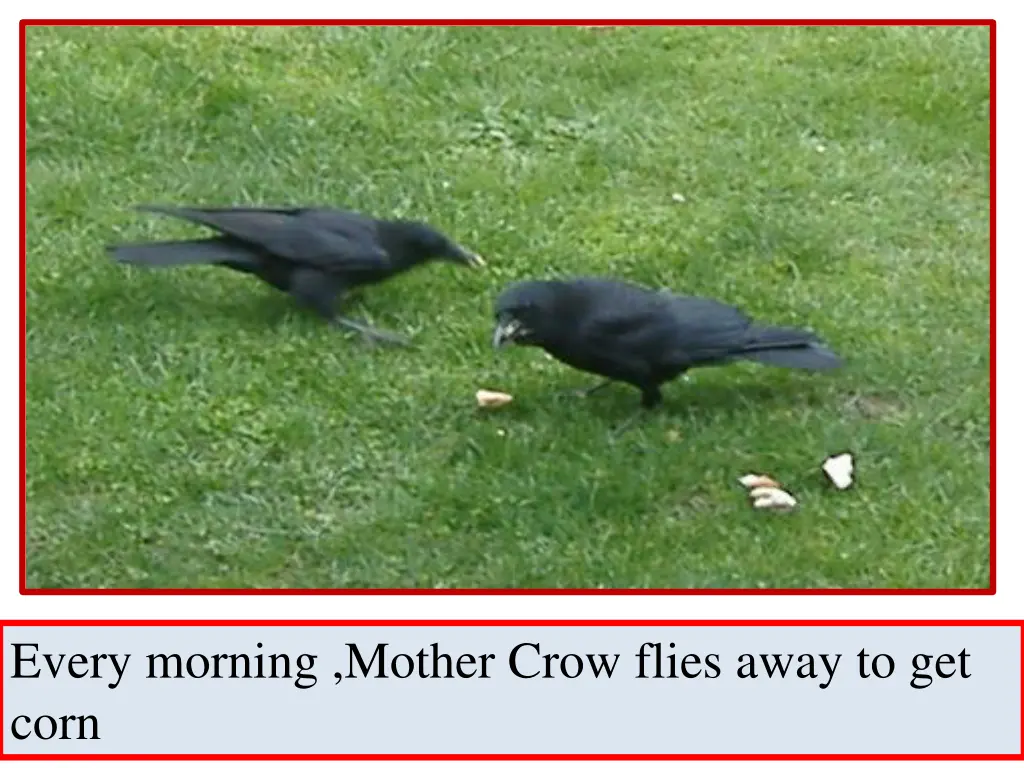 every morning mother crow flies away to get corn