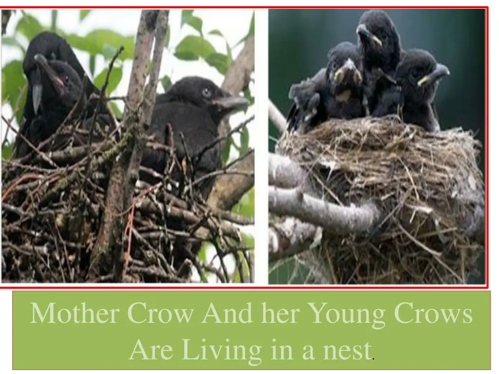 mother crow and her young crows are living