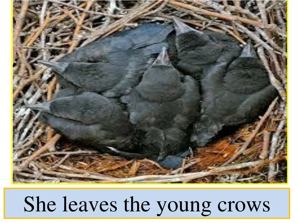 she leaves the young crows