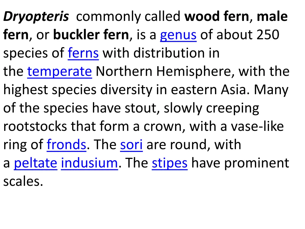 dryopteris commonly called wood fern male fern