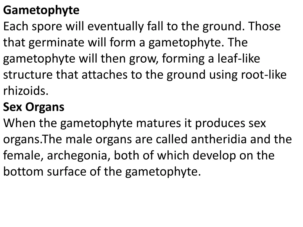 gametophyte each spore will eventually fall