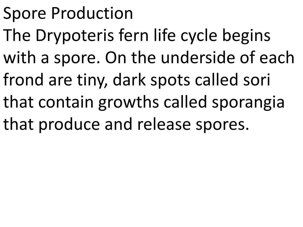 spore production the drypoteris fern life cycle