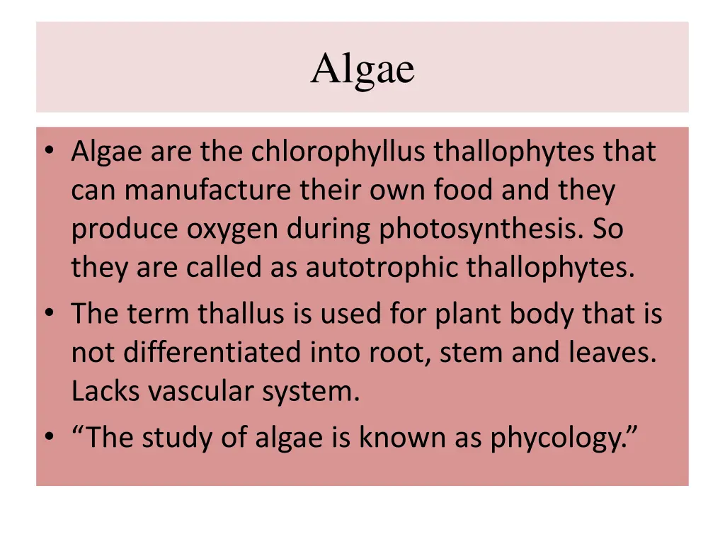 algae 1