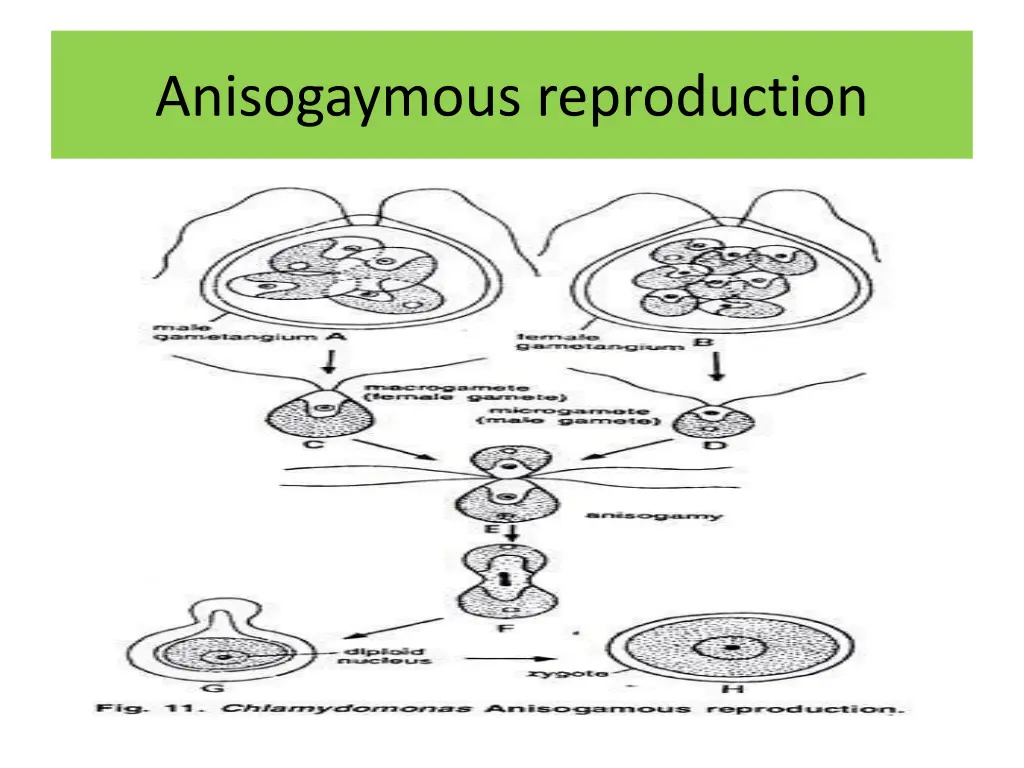 anisogaymous reproduction