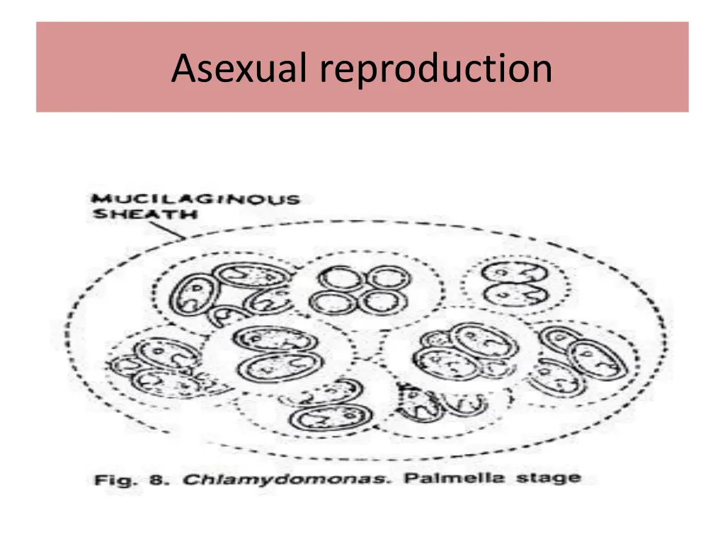 asexual reproduction 1