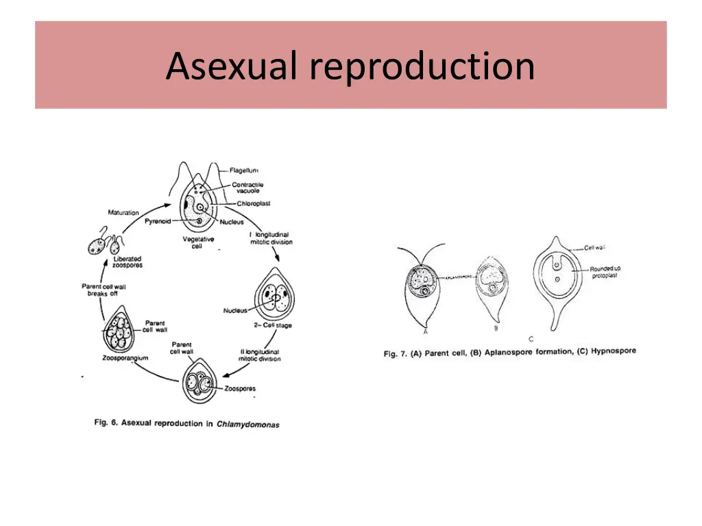 asexual reproduction