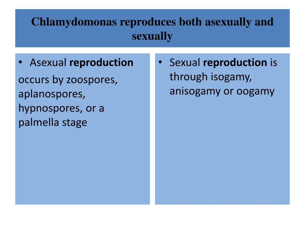 chlamydomonas reproduces both asexually