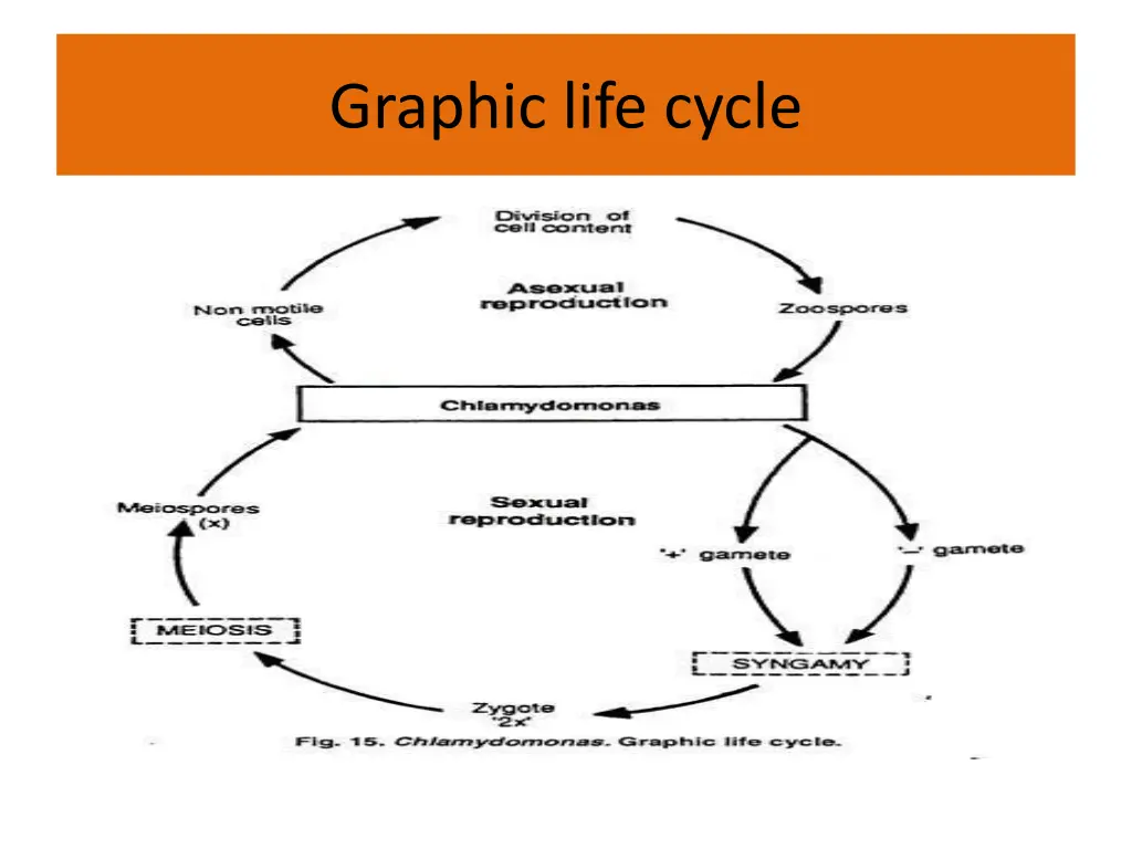 graphic life cycle