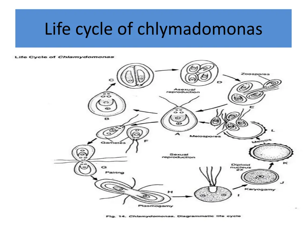 life cycle of chlymadomonas