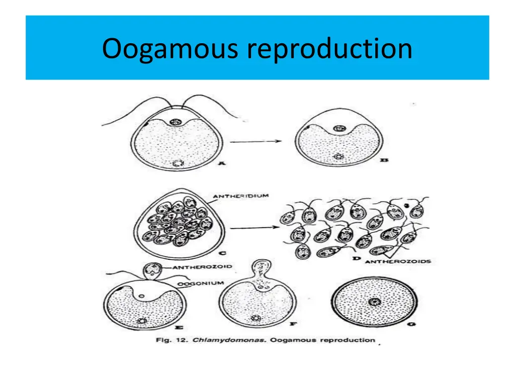 oogamous reproduction