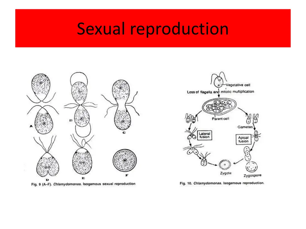 sexual reproduction