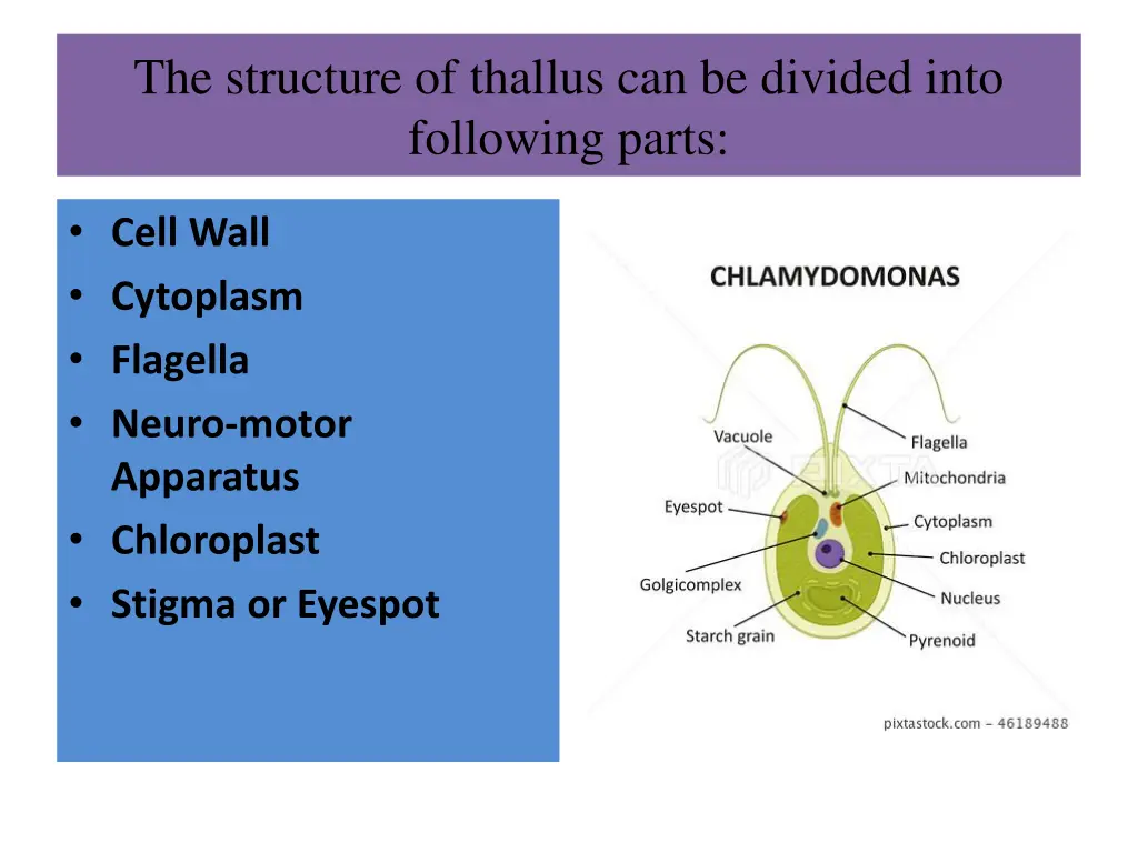 the structure of thallus can be divided into