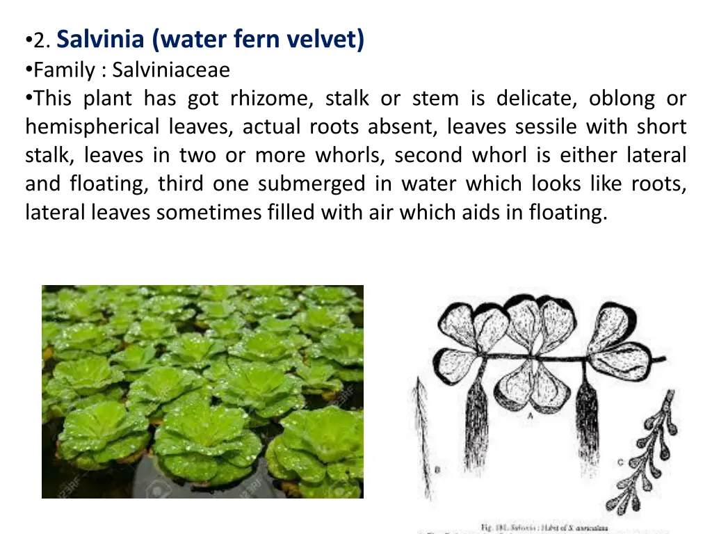 2 salvinia water fern velvet family salviniaceae