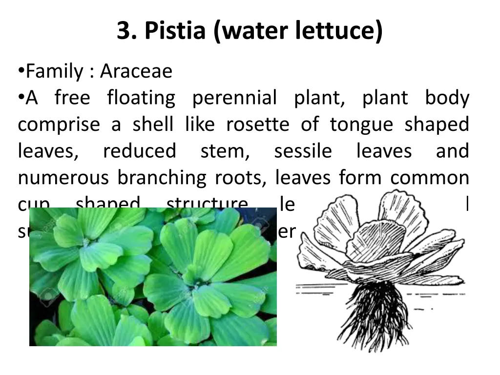 3 pistia water lettuce