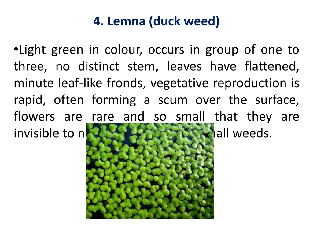 4 lemna duck weed