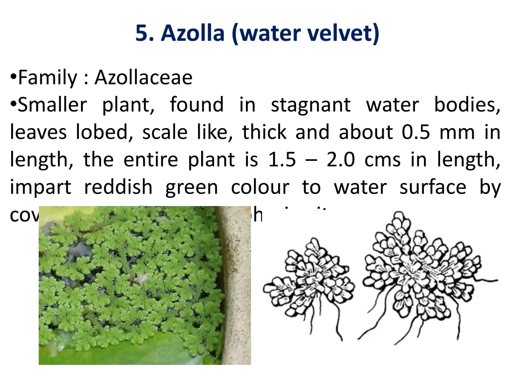 5 azolla water velvet