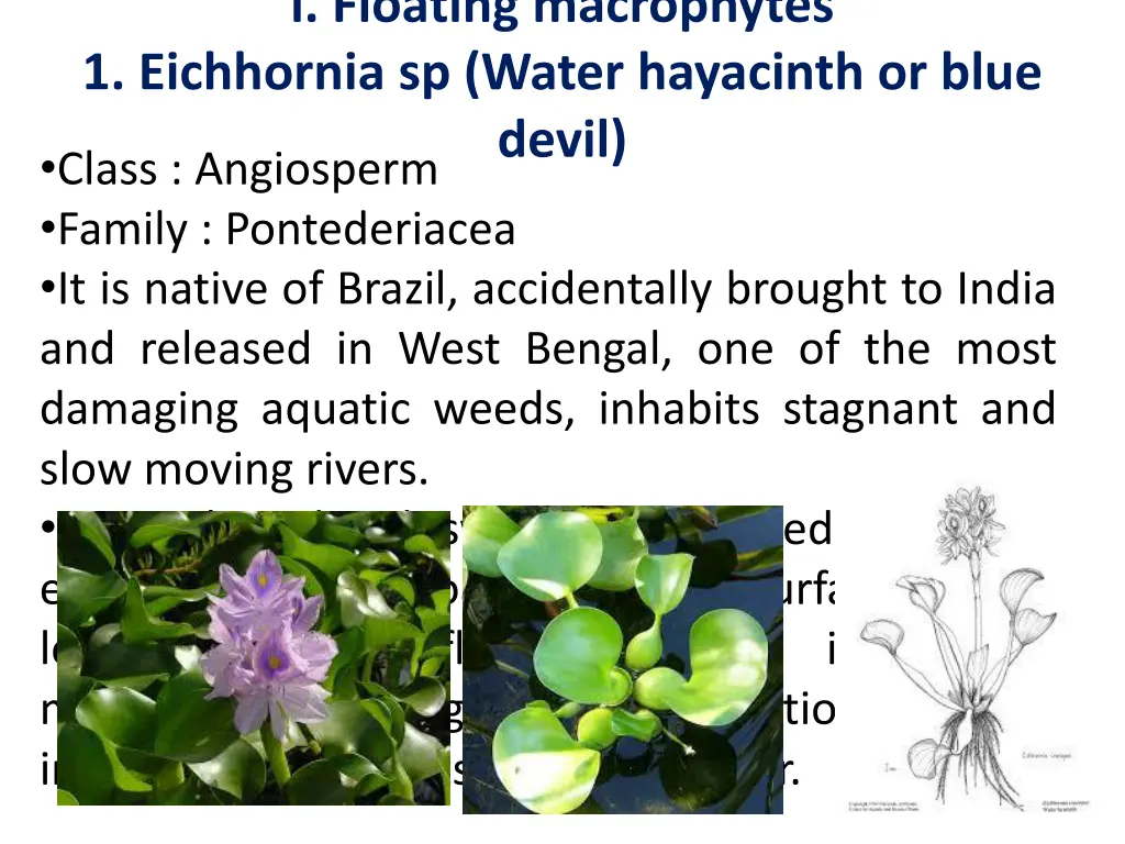 i floating macrophytes 1 eichhornia sp water