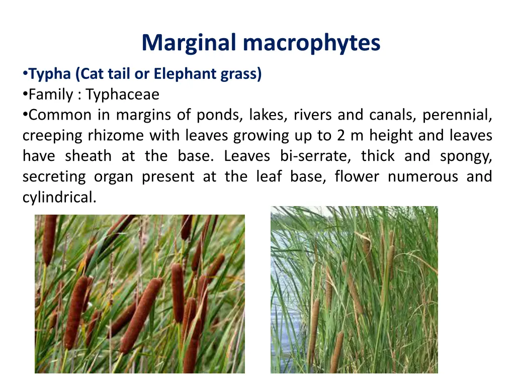 marginal macrophytes typha cat tail or elephant