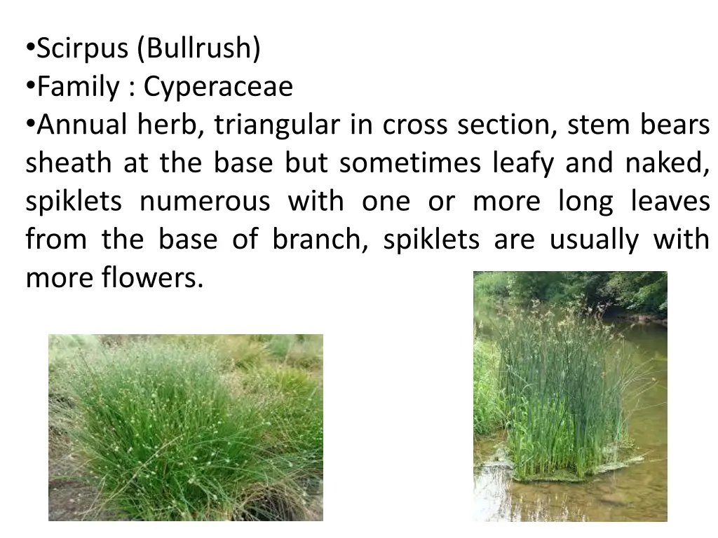 scirpus bullrush family cyperaceae annual herb