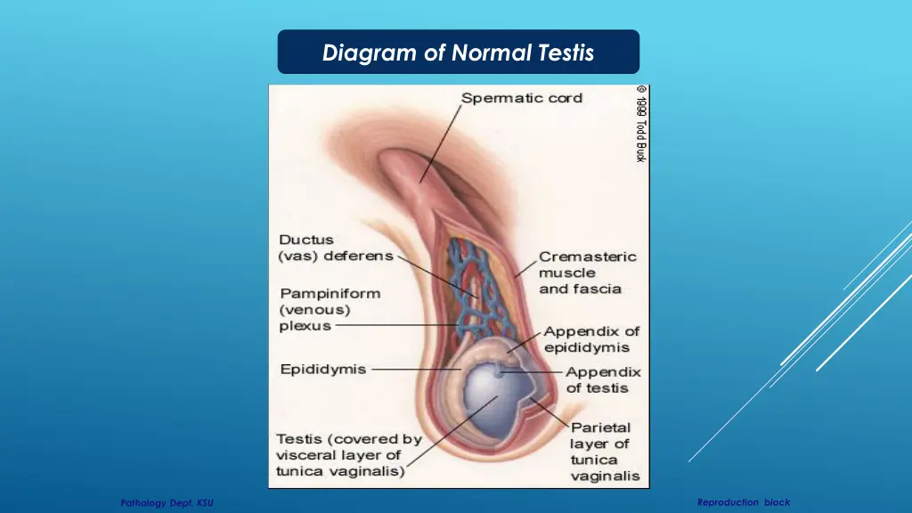 diagram of normal testis