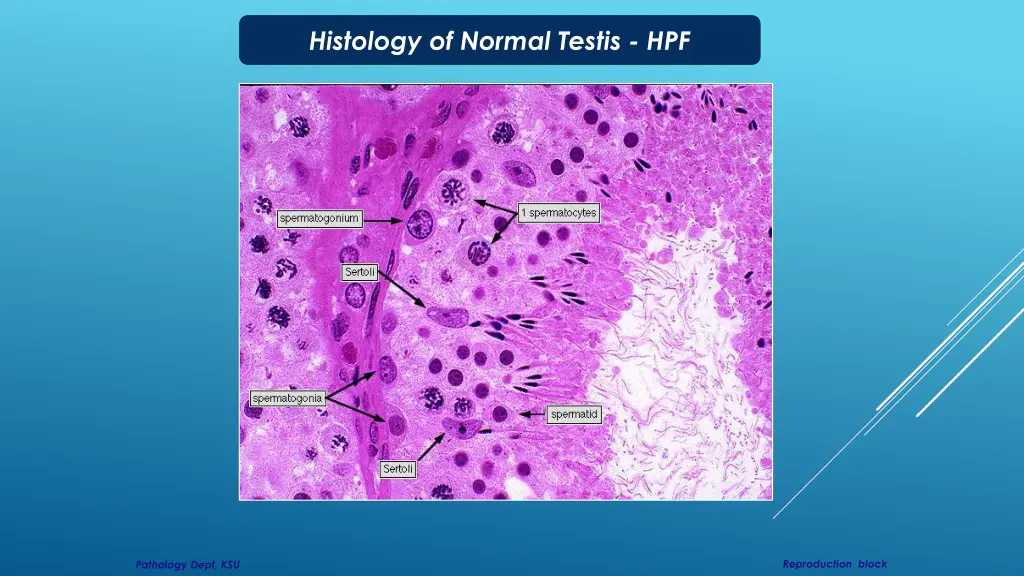 histology of normal testis hpf