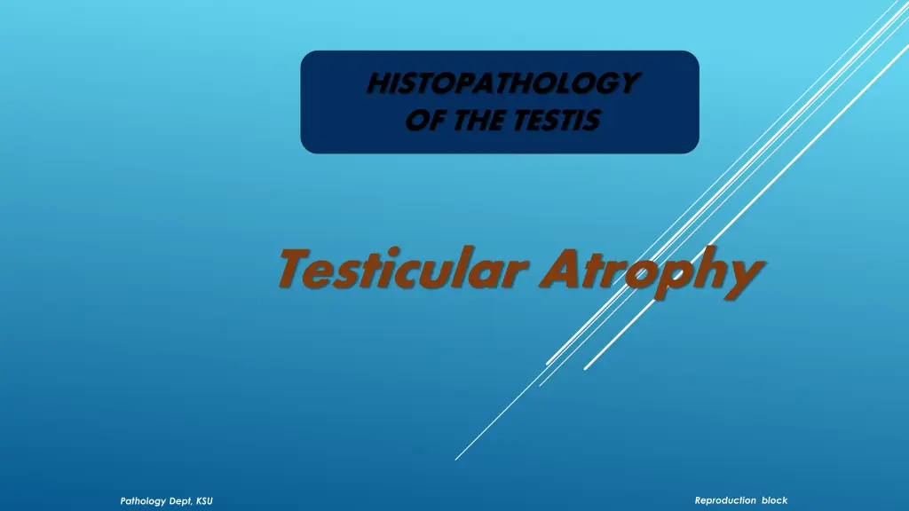 histopathology of the testis