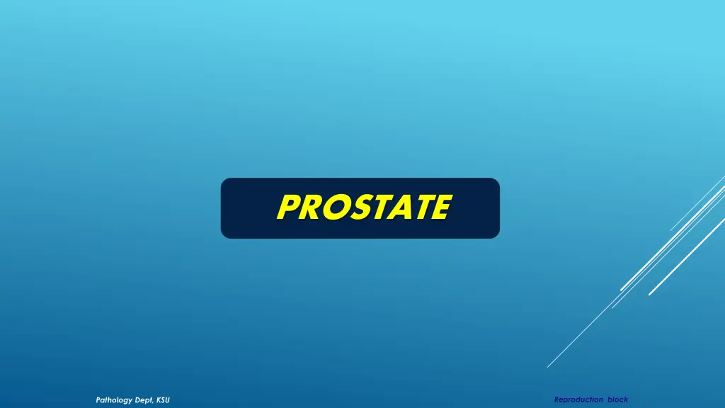 prostate 1