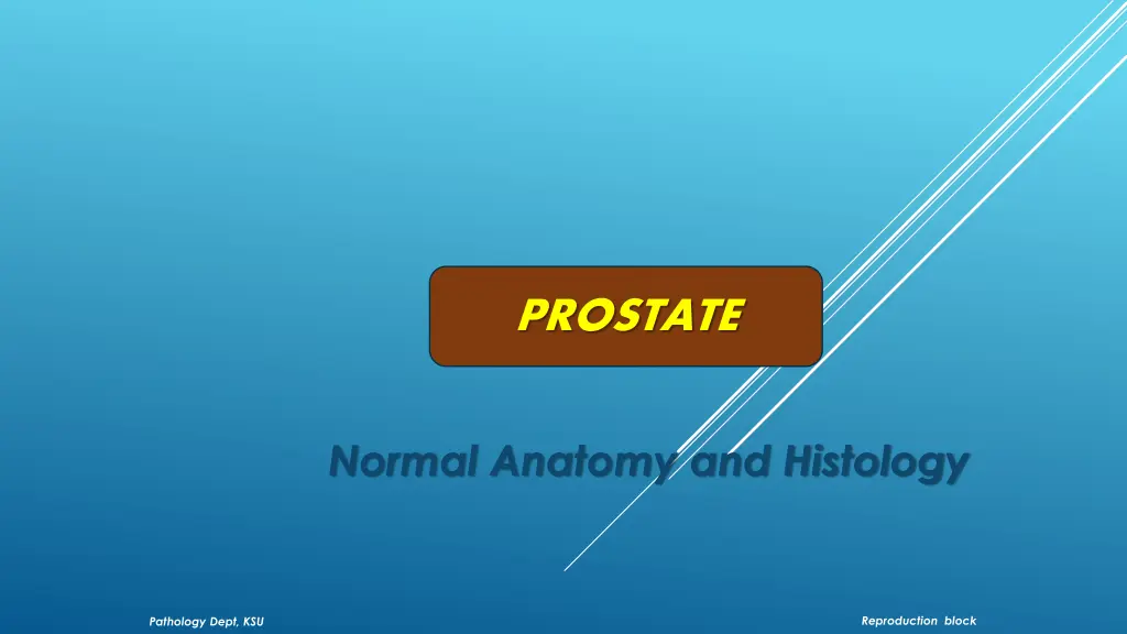 prostate