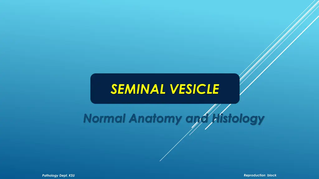 seminal vesicle