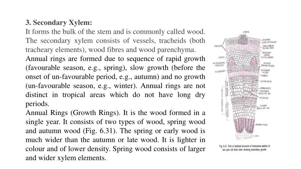 3 secondary xylem it forms the bulk of the stem