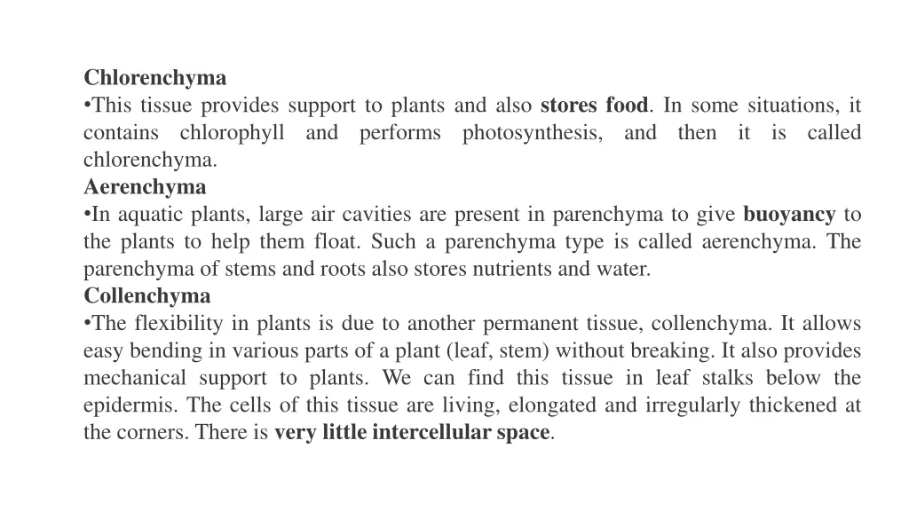 chlorenchyma this tissue provides support