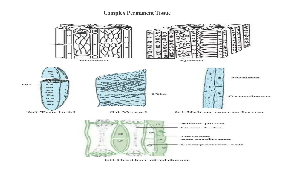 complex permanent tissue 1