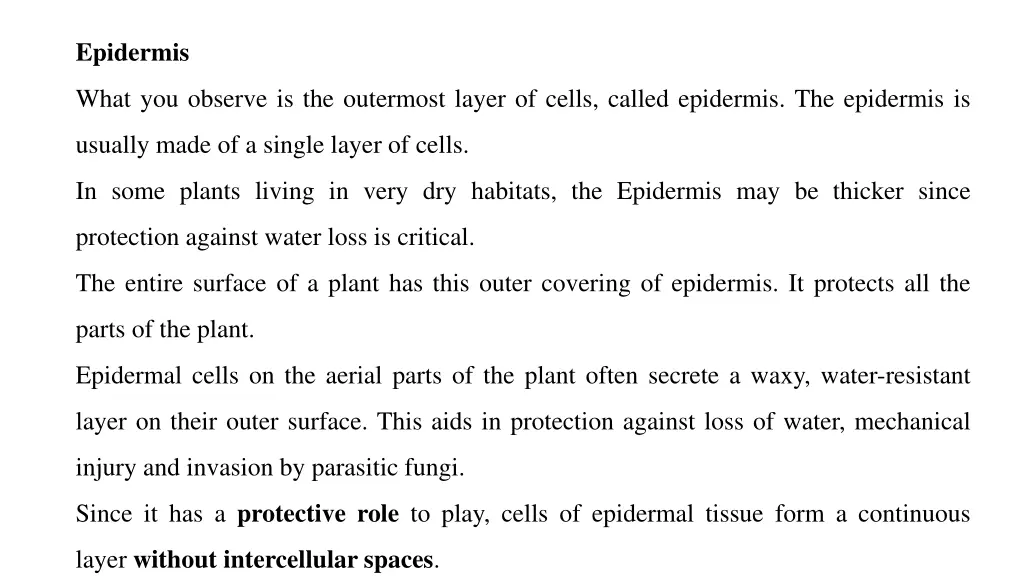 epidermis