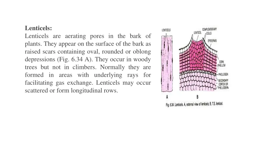 lenticels lenticels are aerating pores