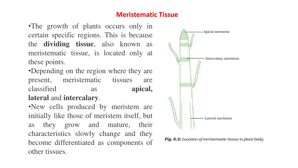 meristematic tissue