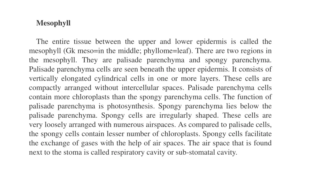 mesophyll