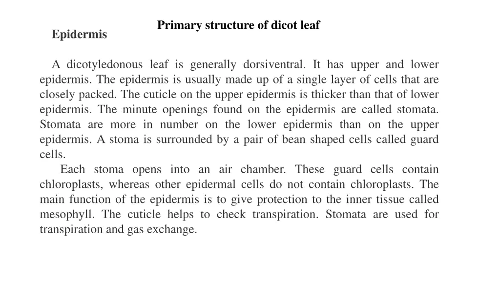 primary structure of dicot leaf