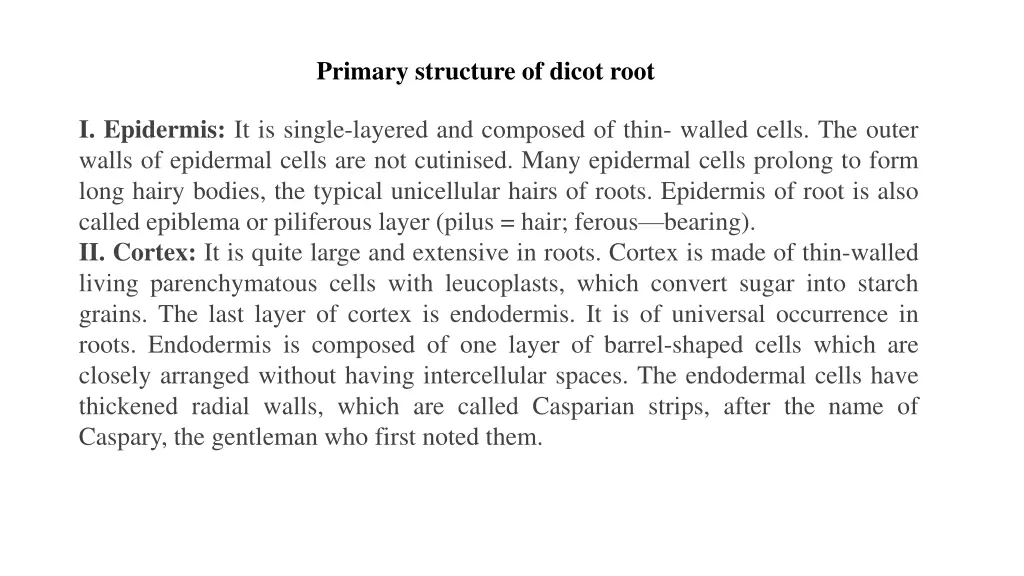 primary structure of dicot root