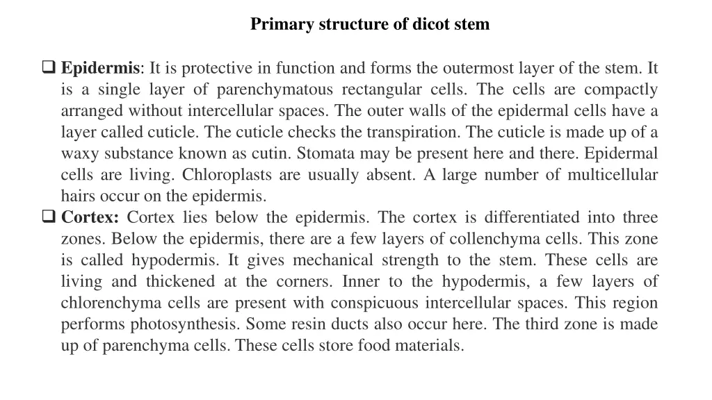 primary structure of dicot stem