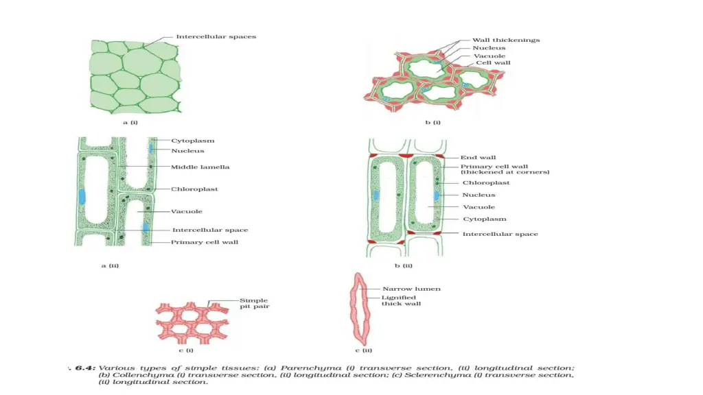 slide7