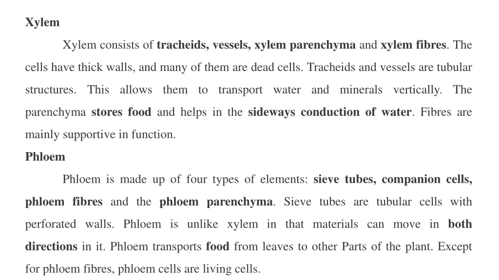 xylem