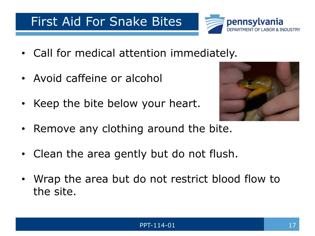 first aid for snake bites