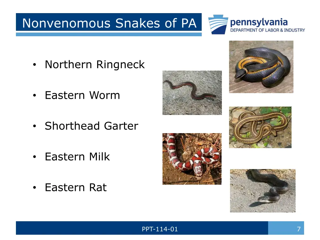 nonvenomous snakes of pa 1